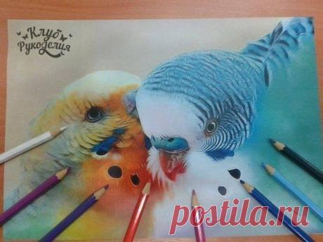 Сделай сам!
Рисунок цветными карандашами