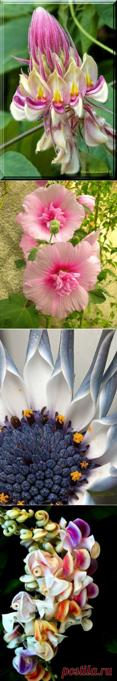 (1) Pinterest
