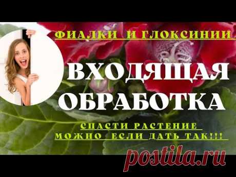Спасти растения можно делайте так. Входящая обработка. Фиалки, глоксинии. Рекомендации селекционеров