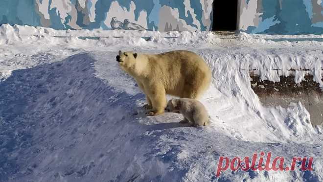 У белых медведей из якутского зоопарка впервые родилась двойня. У пары белых медведей Колыманы и Ломоносова, которые живут в якутском зоопарке "Орто дойду" - единственном в мире зоопарке, работающем в условиях северного экстремально холодного климата, родилась двойня. Об этом в своем ...