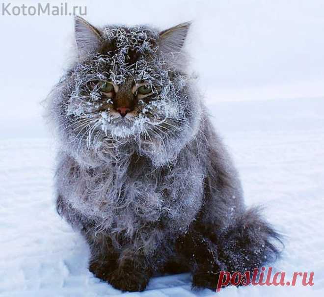 Весь покрытый инеем, абсолютно весь | KotoMail.ru