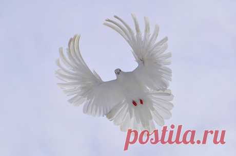 ПТИЦЫ | Записи в рубрике ПТИЦЫ | Дневник Alina_Mix