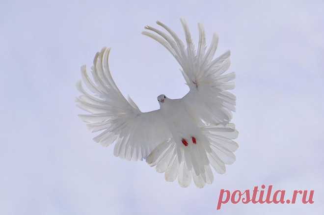 ПТИЦЫ | Записи в рубрике ПТИЦЫ | Дневник Alina_Mix