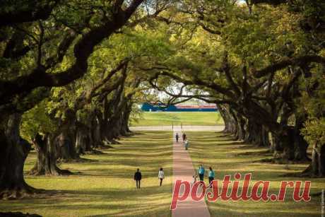 Дубовая аллея. Луизиана