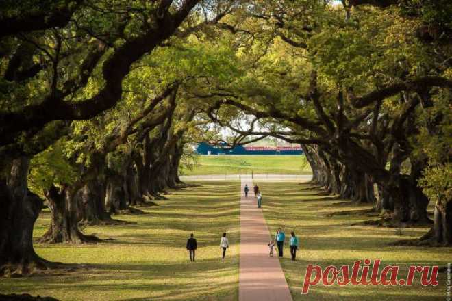 Дубовая аллея. Луизиана