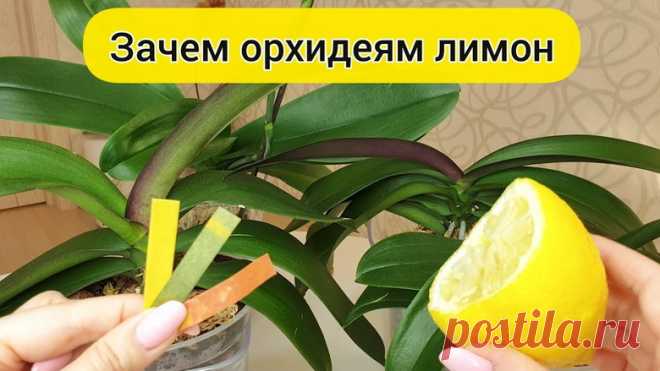 Как улучшить состояние орхидей: поможет обычный лимон