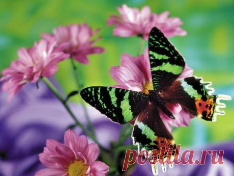 Бабочка! Для тебя я всегда оставляю открытой ладонь...