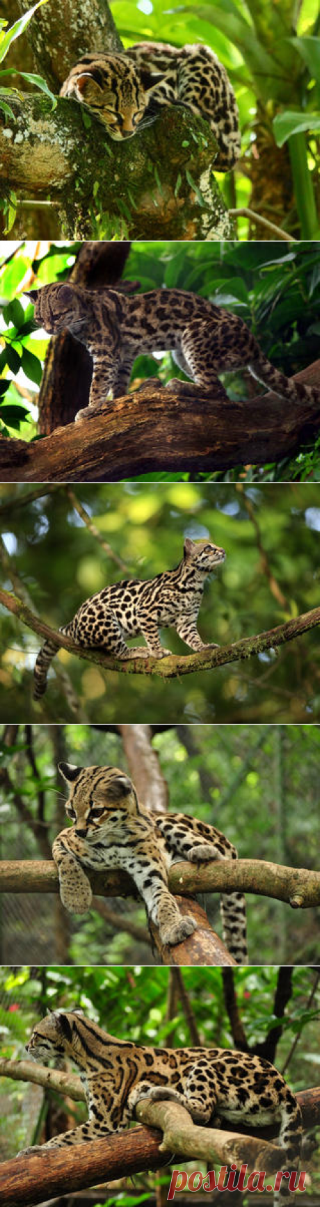 Смотреть изображения маргаев | Зооляндия