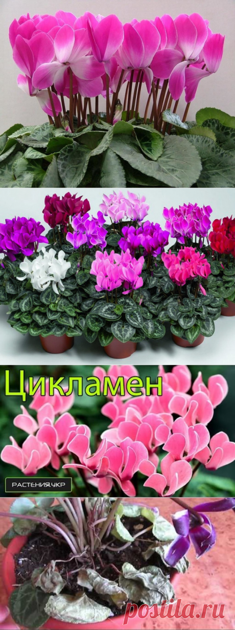 (84) Одноклассники