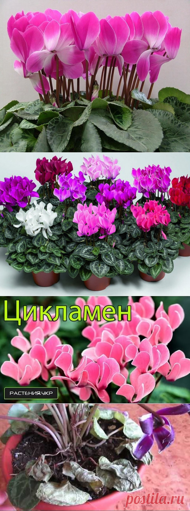 (84) Одноклассники