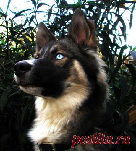 Метис хаски и немецкой овчарки - 62 фото - картинки: смотреть онлайн