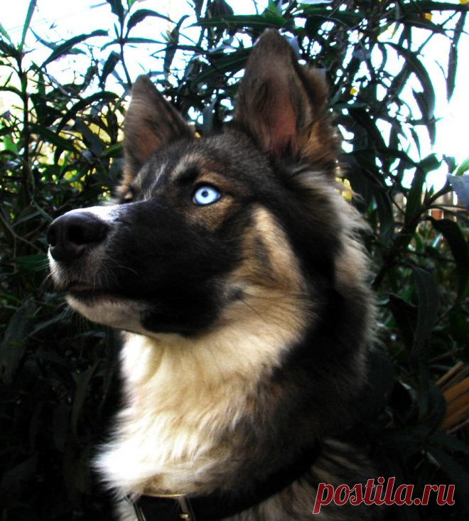 Метис хаски и немецкой овчарки - 62 фото - картинки: смотреть онлайн