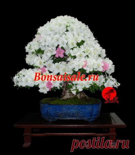 Бонсай эксклюзив азалия