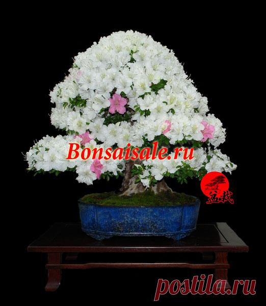 Бонсай эксклюзив азалия