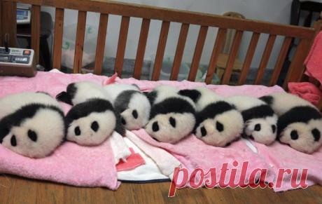 Потрясающие фото детенышей панды, которые моментально поднимут вам настроение