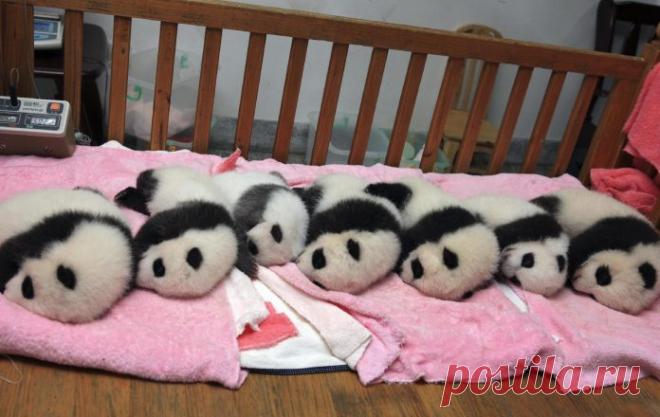 Потрясающие фото детенышей панды, которые моментально поднимут вам настроение