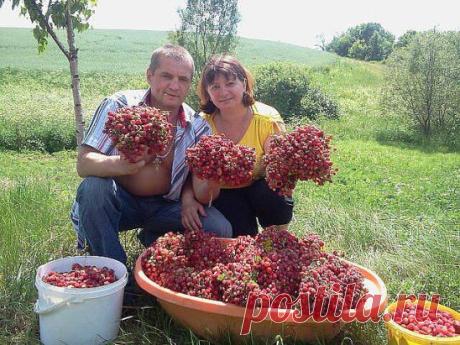 Сбор земляники!!