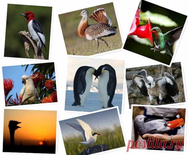 Птичьи рекорды: самые-самые птицы