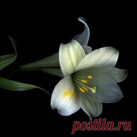 Чарующие цветы от фотографа Магды Индиго