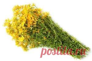 Целебный травяной отвар — уникальный рецепт для укрепления сосудов. | Блог сайта Muza.Name