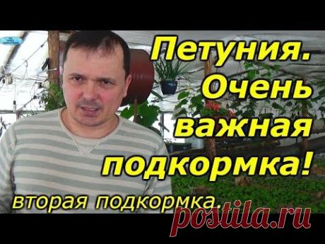 Петуния-очень важная подкормка. Когда и чем подкормить?