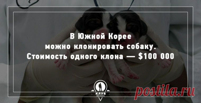10 фактов о собаках. | НАШ ГОРОДОК