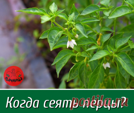 Февраль – начало подготовки к посевным работам у перца для многих огородников. Однако надо действовать без фанатизма, а то первые перчины можно будет получить только на подоконнике из-за преждевременного перерастания рассады.

Заранее рассчитайте время посева с учетом ваших климатических особенностей. Учитывая достаточно долгое прорастание семян перца, рассада будет готова к переносу в открытый грунт или теплицу:

через 60-65 дней от всходов для ранних сортов,

через 70-75...