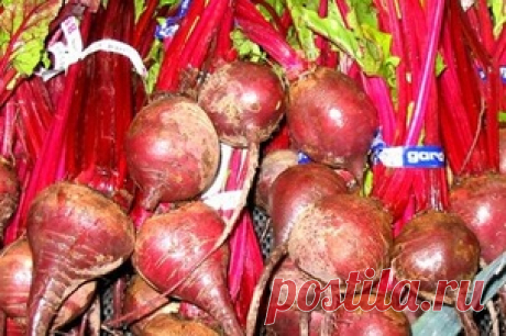Ученые нашли в свекле кровь