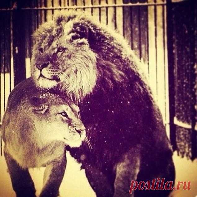 Тест - Просто ответьте на 8 вопросов и узнаете правду о себе, которую вы не замечаете/Ваша верность и преданность помогает вашим близким в самые темные для них времена!