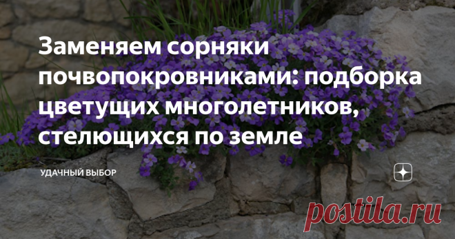 Заменяем сорняки почвопокровниками: подборка цветущих многолетников, стелющихся по земле Около 20 видов почвопокровных растений, их особенности, фото.