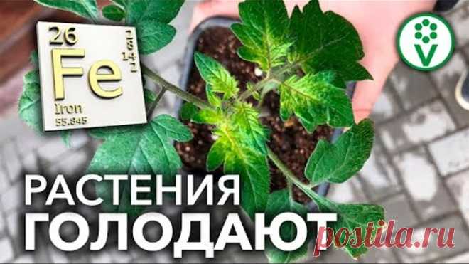 ДЕШЕВЛЕ ХЕЛАТА ЖЕЛЕЗА В 20 РАЗ! Подкормка железом для томатов, огурцов ...