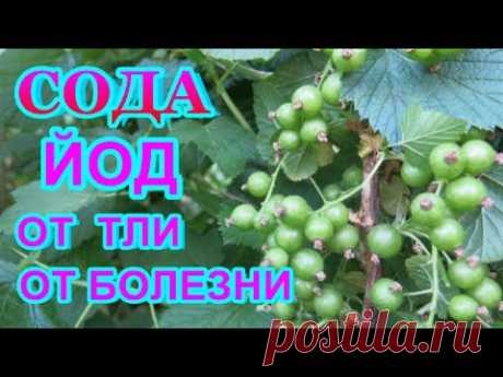 СОДА  КАЛЬЦИНИРОВАННАЯ  + ЙОД = СУПЕР СРЕДСТВО от ТЛИ, серой гнили ,мучнистой росы - всех растений..
