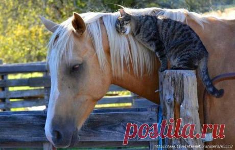 Мой Мир@Mail.Ru
