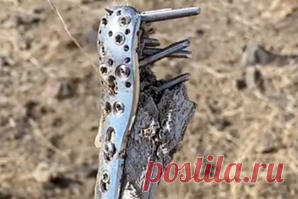 Турист нашел в горах кость и раскрыл дело о пропавшем восемь лет назад человеке. Пользователь TikTok рассказал, что во время похода в горной местности обнаружил кость с металлической пластиной, которую поначалу принял за останки домашнего животного. Позже оказалось, что это человеческая кость. Находка помогла полиции раскрыть дело восьмилетней давности об исчезновении человека.