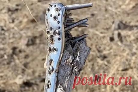 Турист нашел в горах кость и раскрыл дело о пропавшем восемь лет назад человеке. Пользователь TikTok рассказал, что во время похода в горной местности обнаружил кость с металлической пластиной, которую поначалу принял за останки домашнего животного. Позже оказалось, что это человеческая кость. Находка помогла полиции раскрыть дело восьмилетней давности об исчезновении человека.