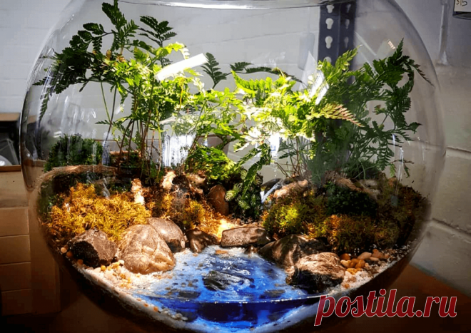 Флорариумы: виды, описание, идеи оформления ~ Planetalsad