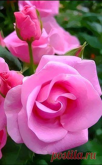Beautiful Pink Roses  |  Pinterest: инструмент для поиска и хранения интересных идей