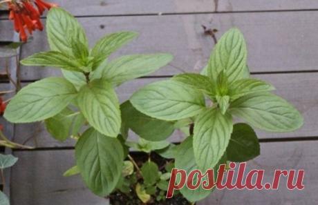 Благодаря этому чудесному растению вы больше никогда не увидите пауков и других насекомых в своем доме!