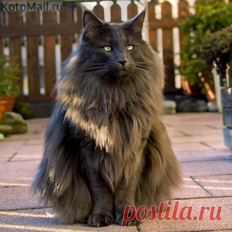 Сам знаю, что красавец