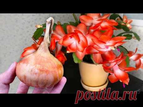 Эффективная подкормка для комнатных растений из того, что всегда есть под рукой / Домоседы