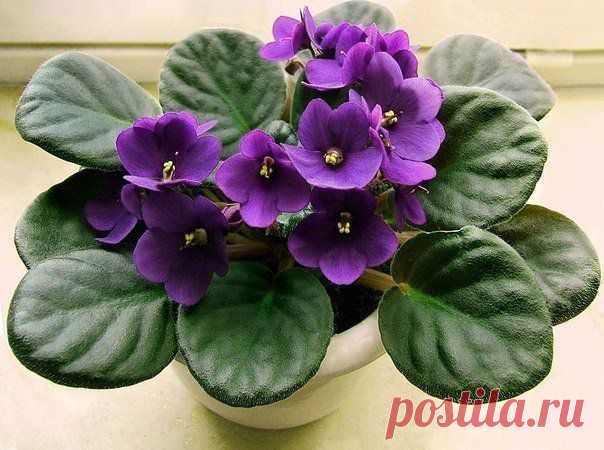 5 КОМНАТНЫХ РАСТЕНИЙ-ЦЕЛИТЕЛЕЙ | Упрости себе жизнь