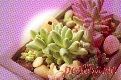 Суккуленты. Меньше воды - толще листья | Succulent life | Яндекс Дзен