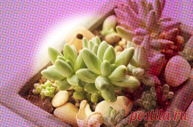 Суккуленты. Меньше воды - толще листья | Succulent life | Яндекс Дзен