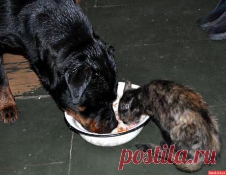 Фото: Трапеза. Николай Попов. Фото животных - Фото и фотограф на Расфокусе.