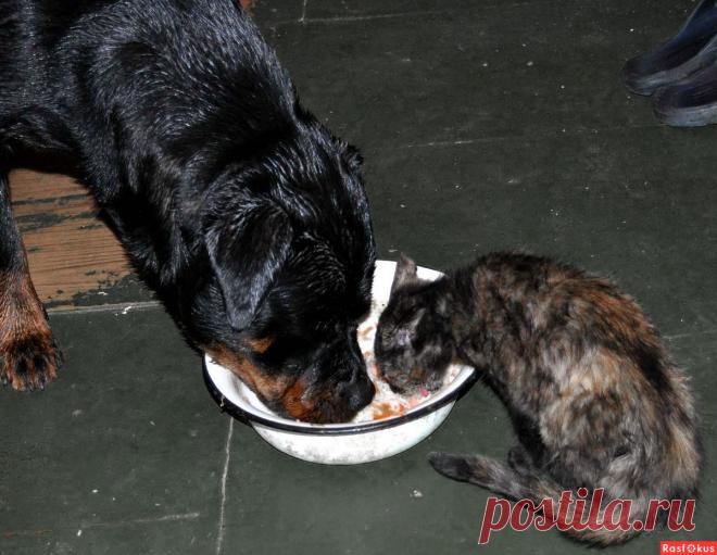 Фото: Трапеза. Николай Попов. Фото животных - Фото и фотограф на Расфокусе.