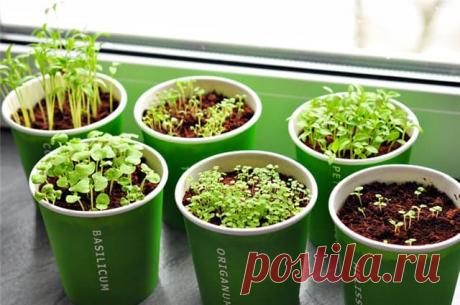 Выращиваем отличную зелень на подоконнике в любое время года