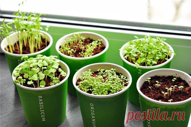 Выращиваем отличную зелень на подоконнике в любое время года