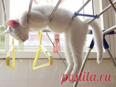 Коты, постигшие искусство сон-фу