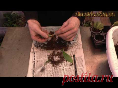 рассаживание деток стрептокарпуса 3.mp4