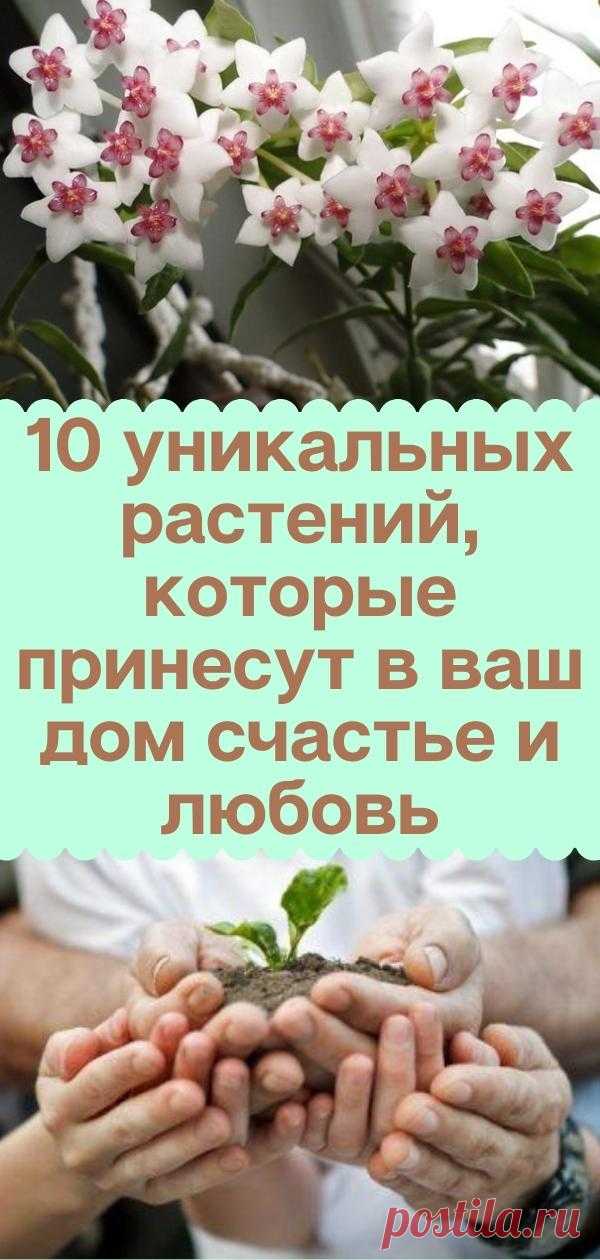 10 уникальных растений, которые принесут в ваш дом счастье и любовь. Уже завели?